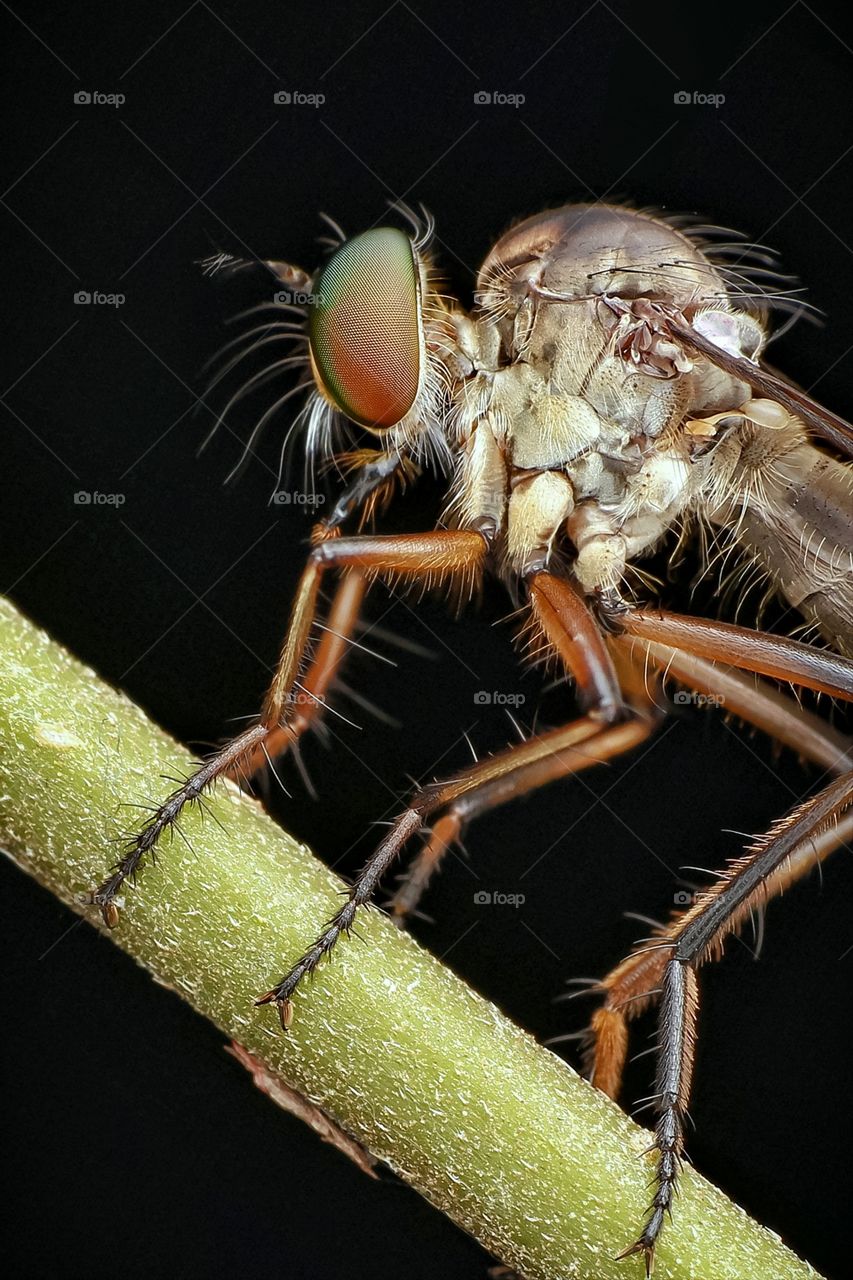 the tiny roberfly waiting for a prey