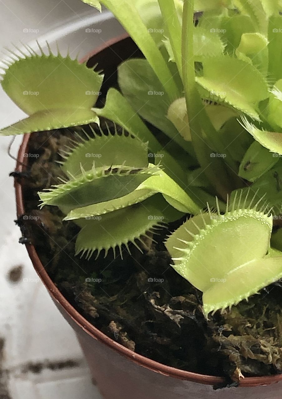 Venus flytrap after catching a fly