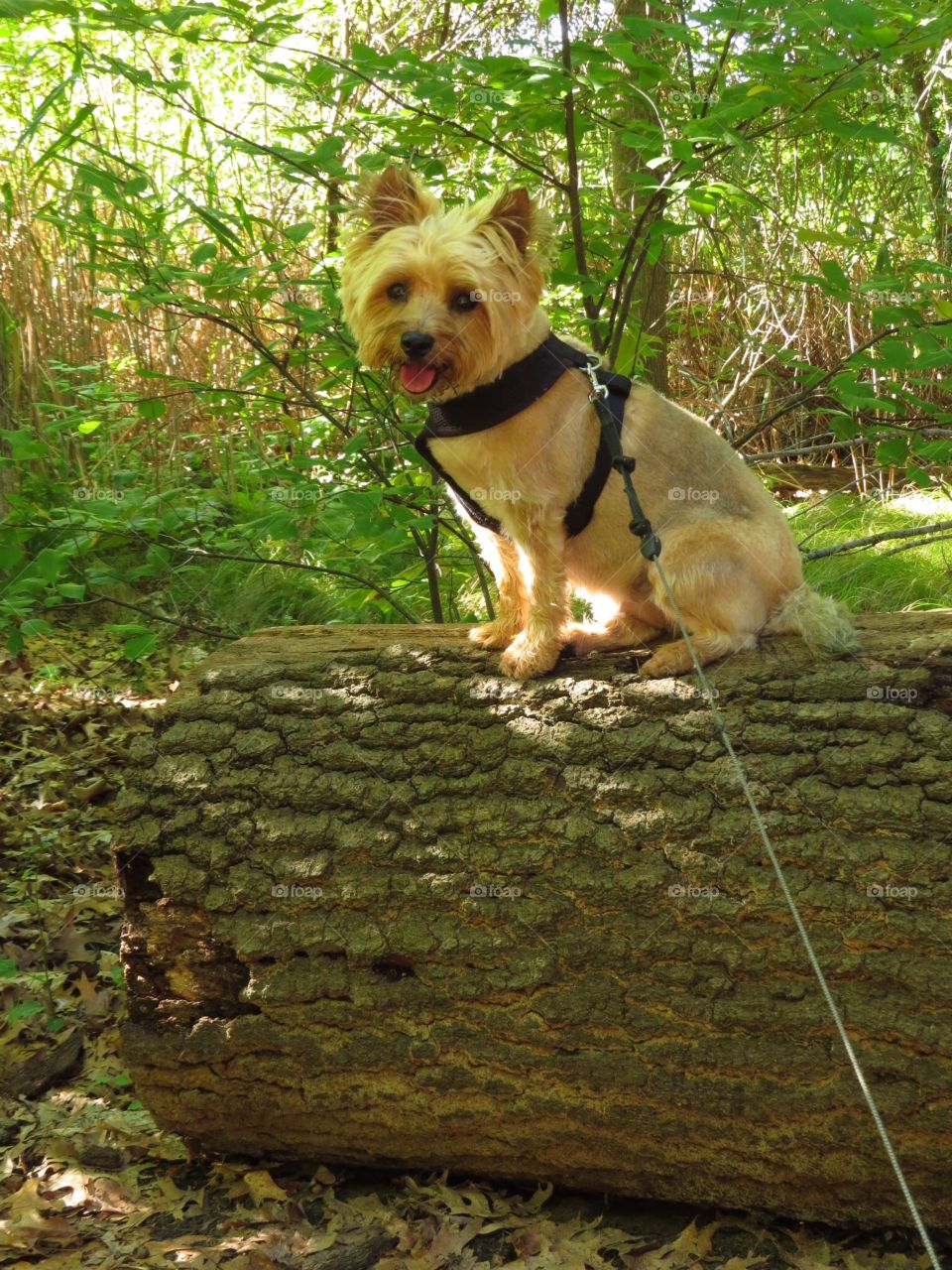 Our dog Sophie. Our dog Sophie posing for a photo while on a walk