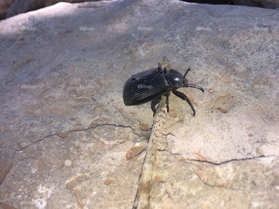 Grand Canyon beetle bug