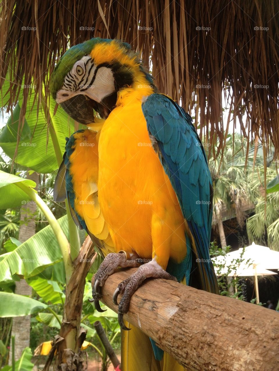 Colorful blue parrot 