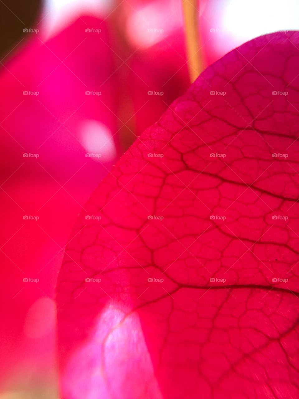 Pink leaf close up