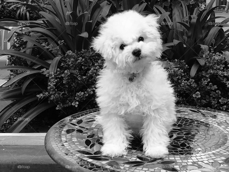 A monochrome shot of a very white puppy sitting on a lovely mosaic tile table top in front of a leafy garden.