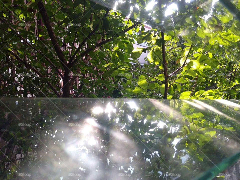 hojas de árbol 
en esta foto como se puede apreciar fue tomada a través de una ventana con un celular Motorola g4 play y retocada con lo mismo