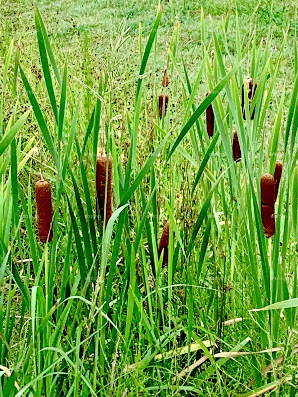 Cattails 