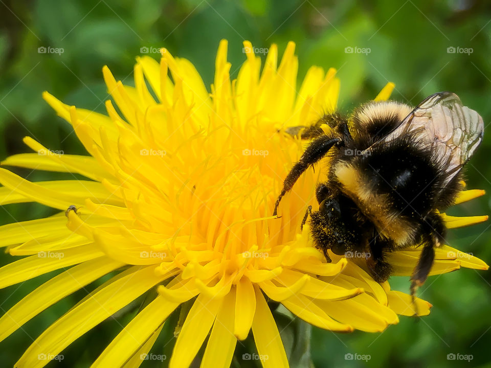Bumblebee eating