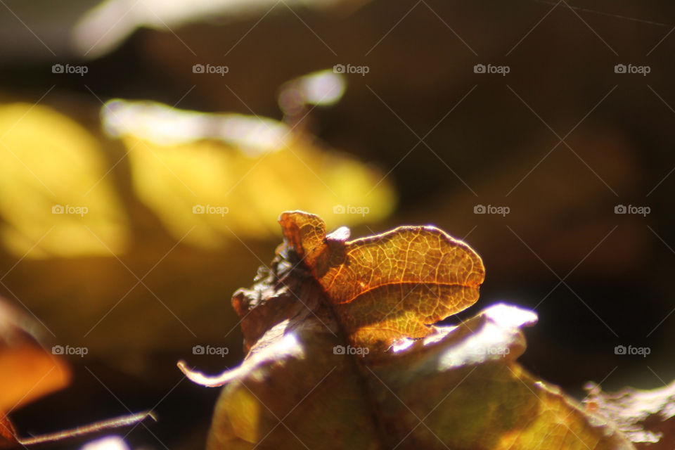 background leaves park leaf by alexchappel
