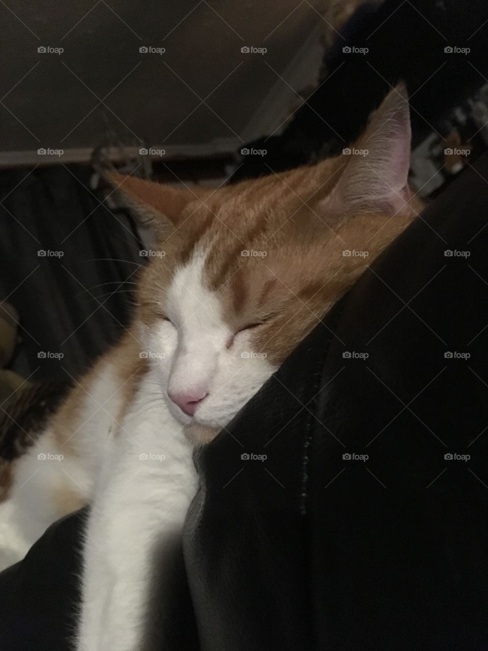 ginger sleeping cat