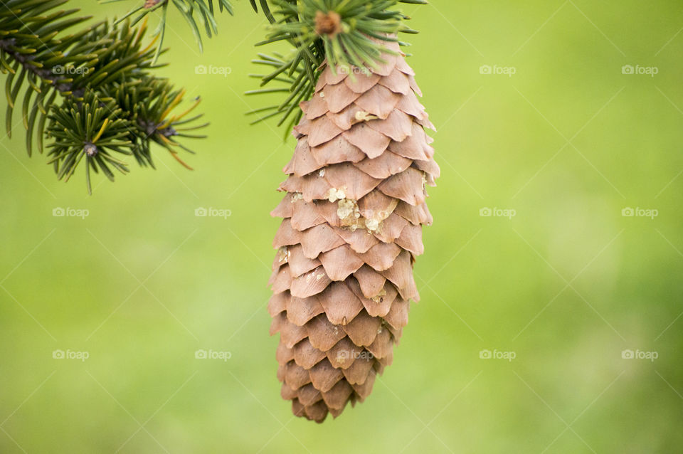 Navidad natural - Natural Christmas