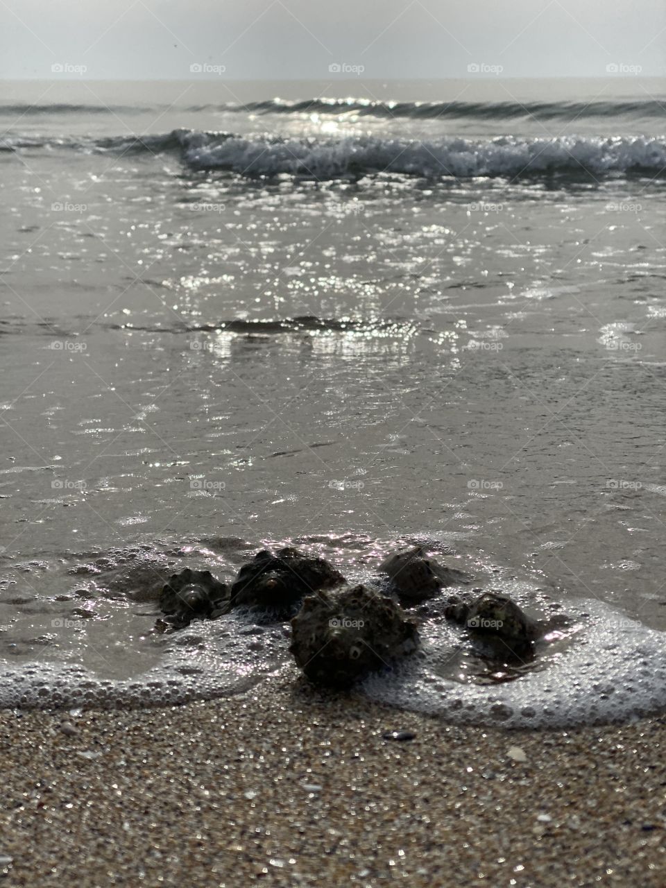 A group of seashells