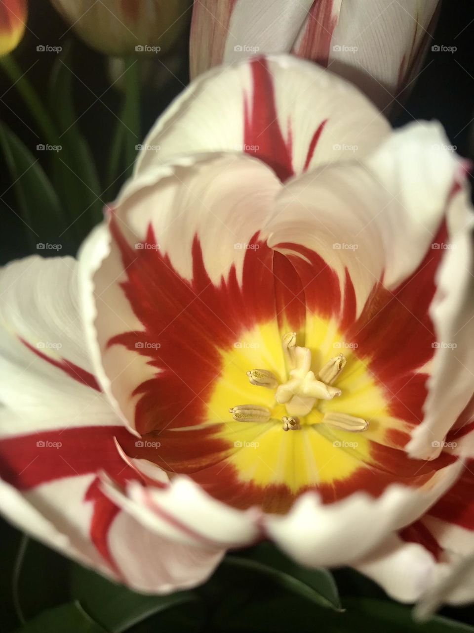 Tulip