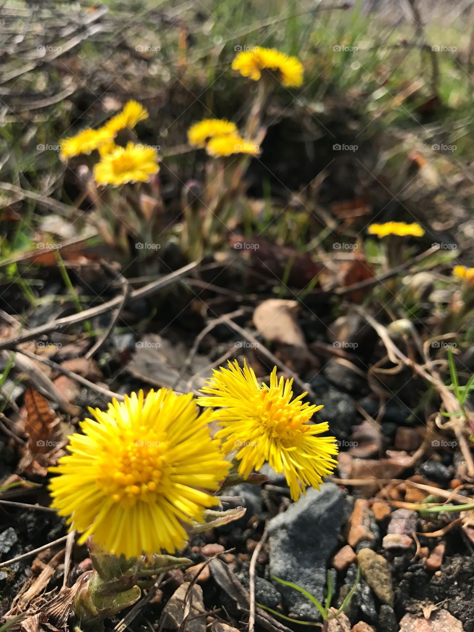 Coltsfoot in early Spring