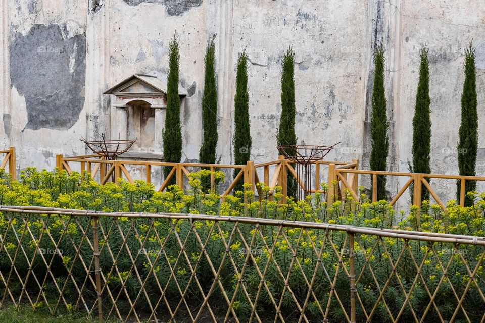 Beautiful view of flowers growing behind a wooden fence in an abandoned famous villa in the ruined historical city of Pompeii in Italy, close-up side view. City plant concept.
