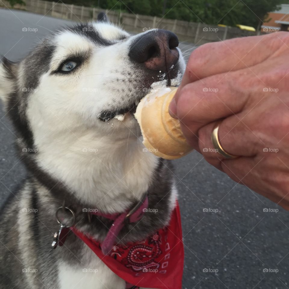 Husky's favorite treat
