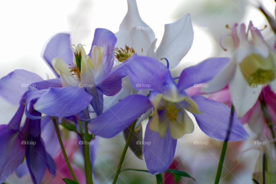 columbine