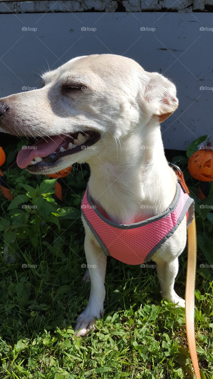 Enjoying fresh summer air