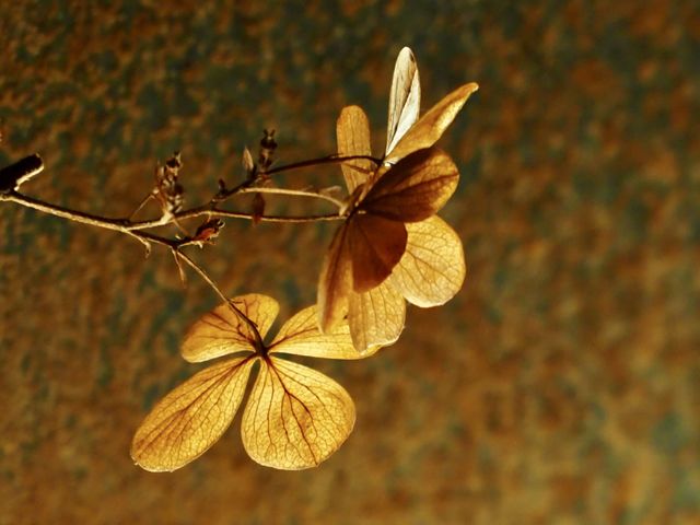 Winter hydrangea