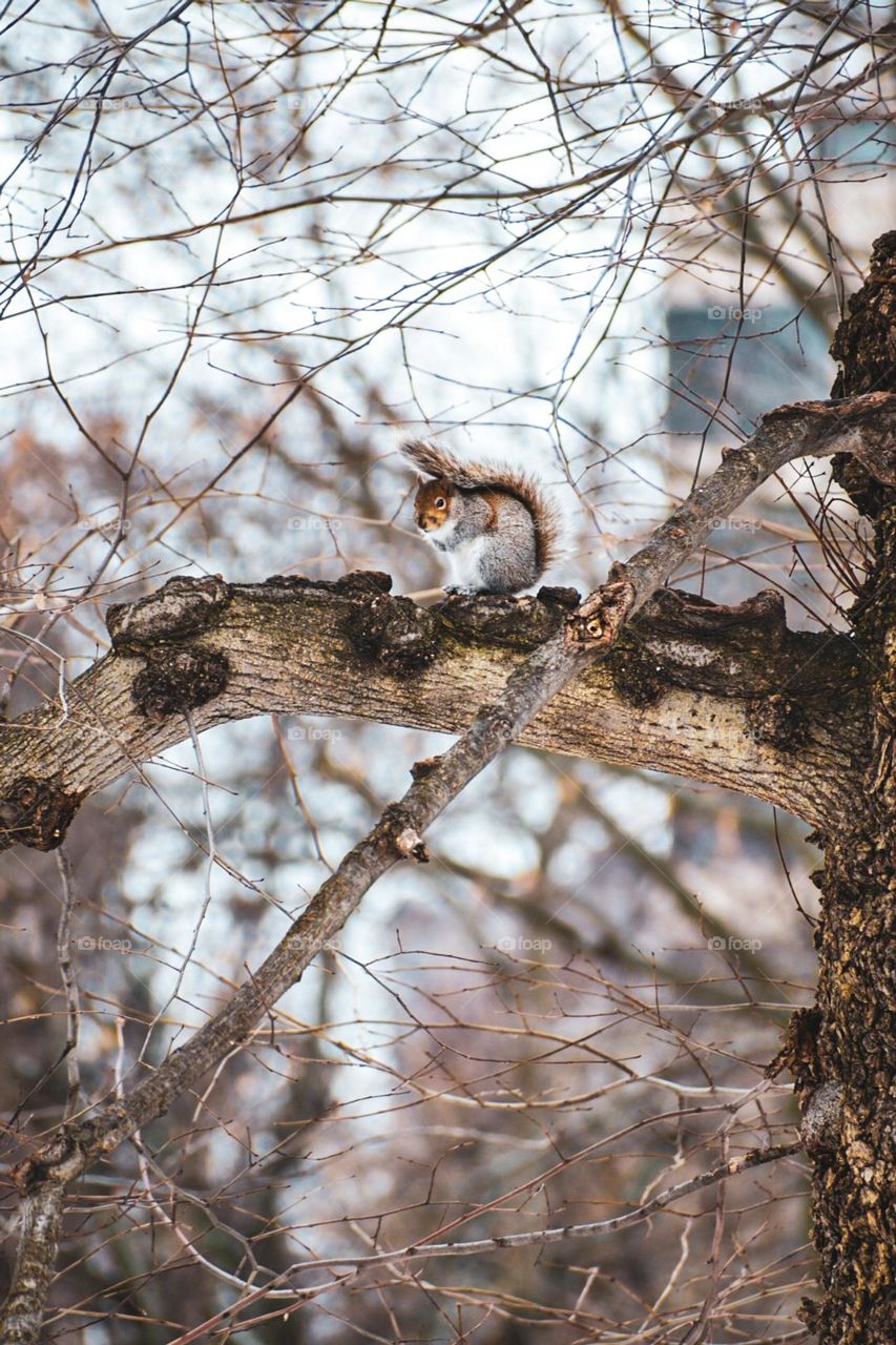 Squirrel in the vast land of Boston, Massachusetts 