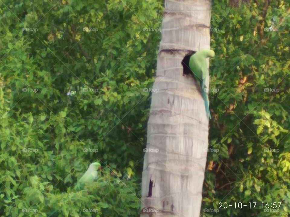 parrots at nest