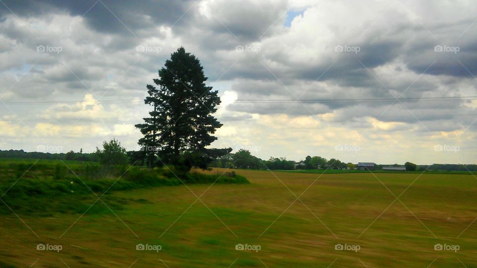 Landscape, No Person, Tree, Grass, Nature