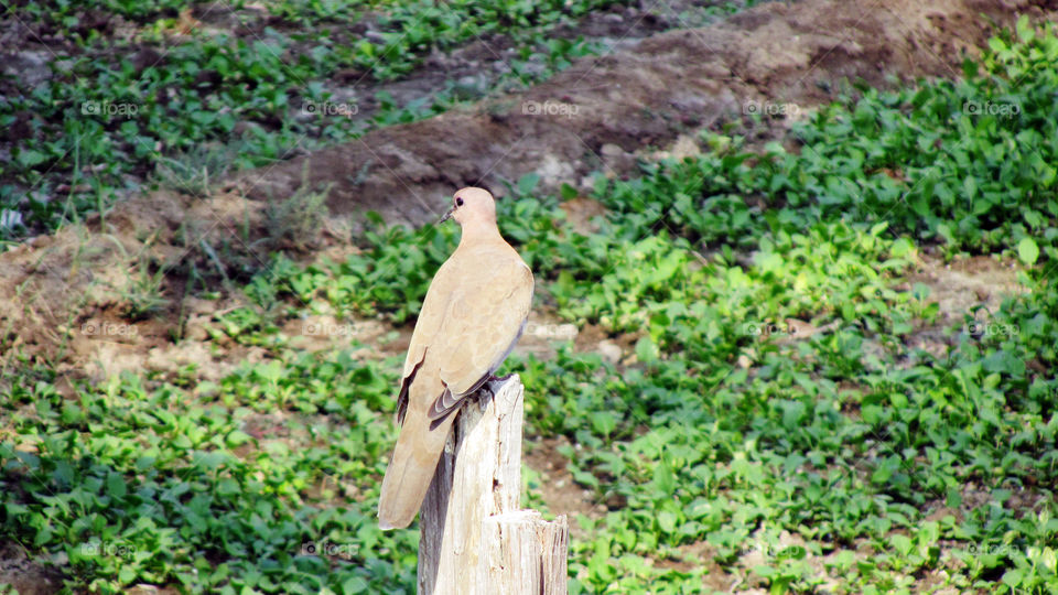 Dove stand on wood