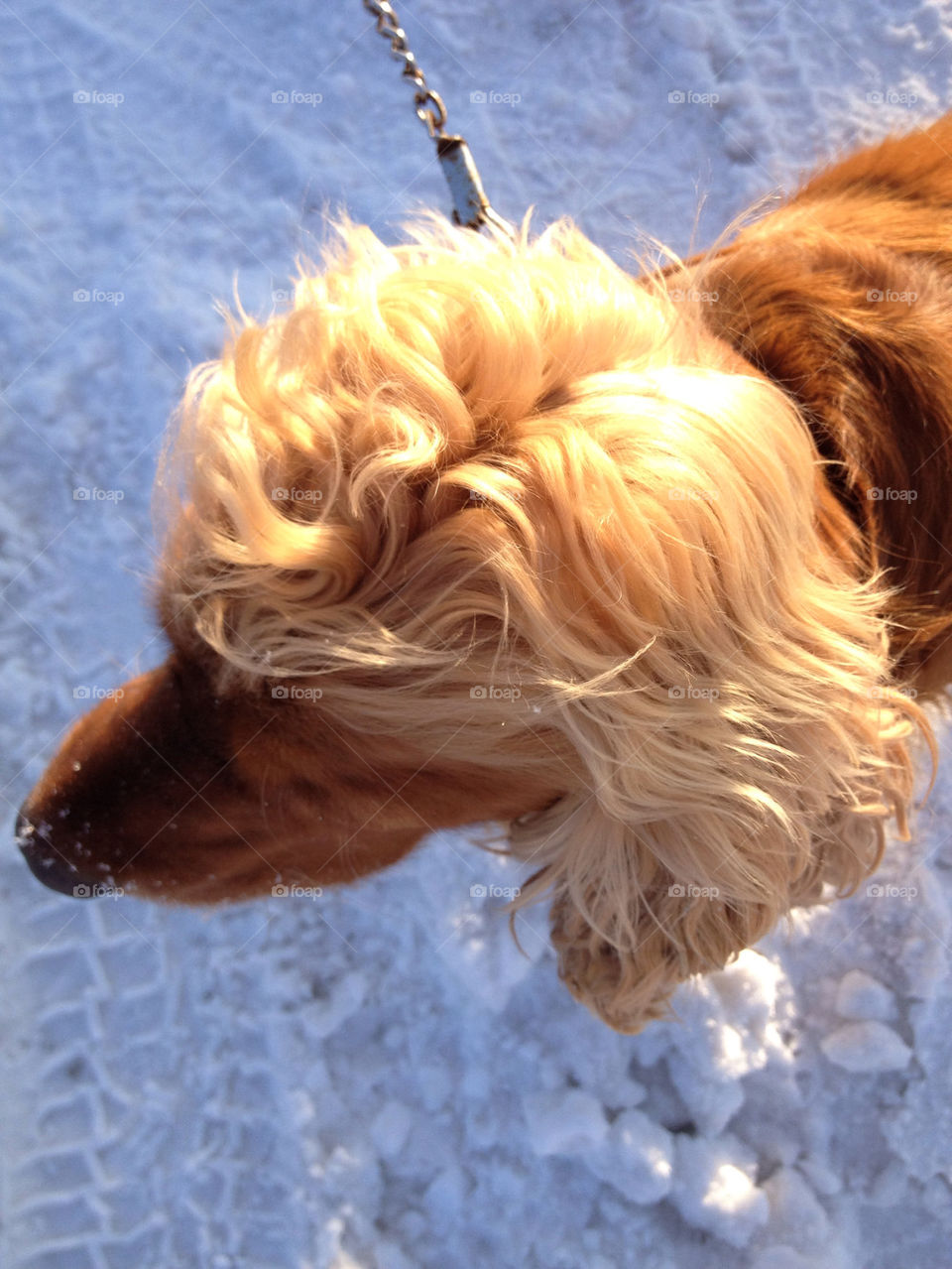 dog nose hairstyle beutiful hair by liselott