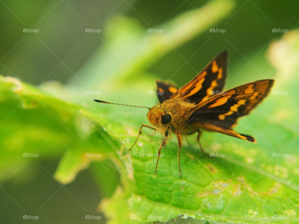 Colorful butterfly