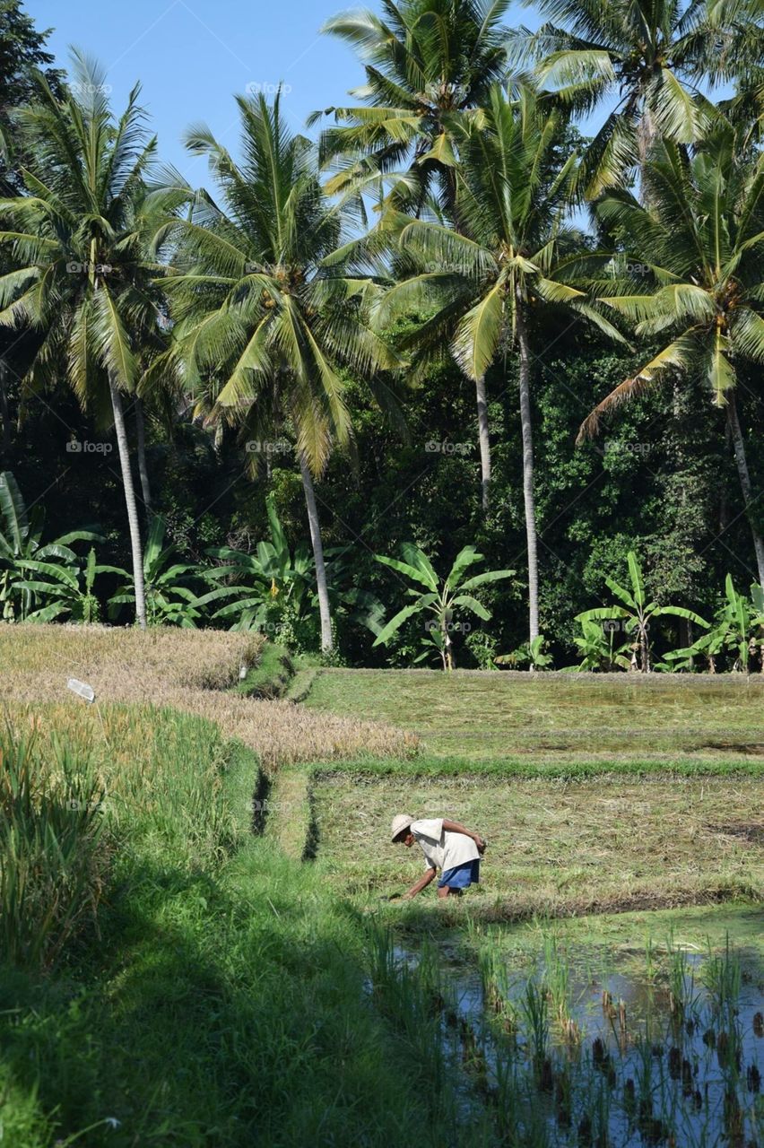 Beautiful rice fields in bali Indonesia 