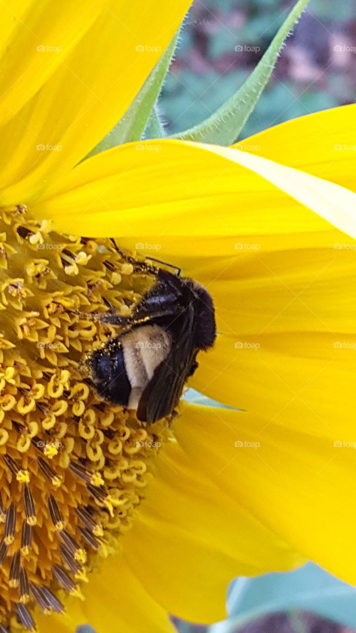 giant bee on sunflower