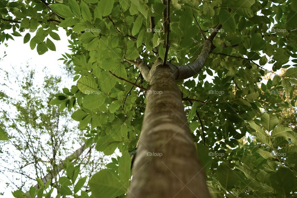 Tree Perspective