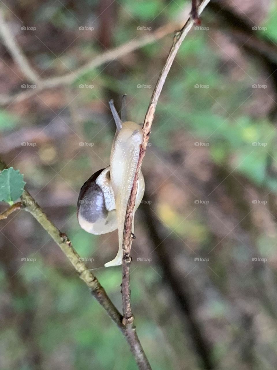 Little snail guy making his way home on a twig.