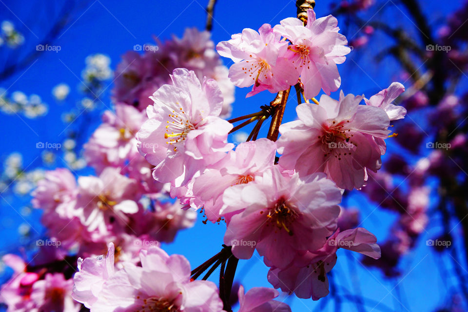 Japan. Cherryblossom