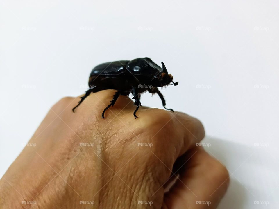 A Coconut Rhinoceros Beetle on the hand.