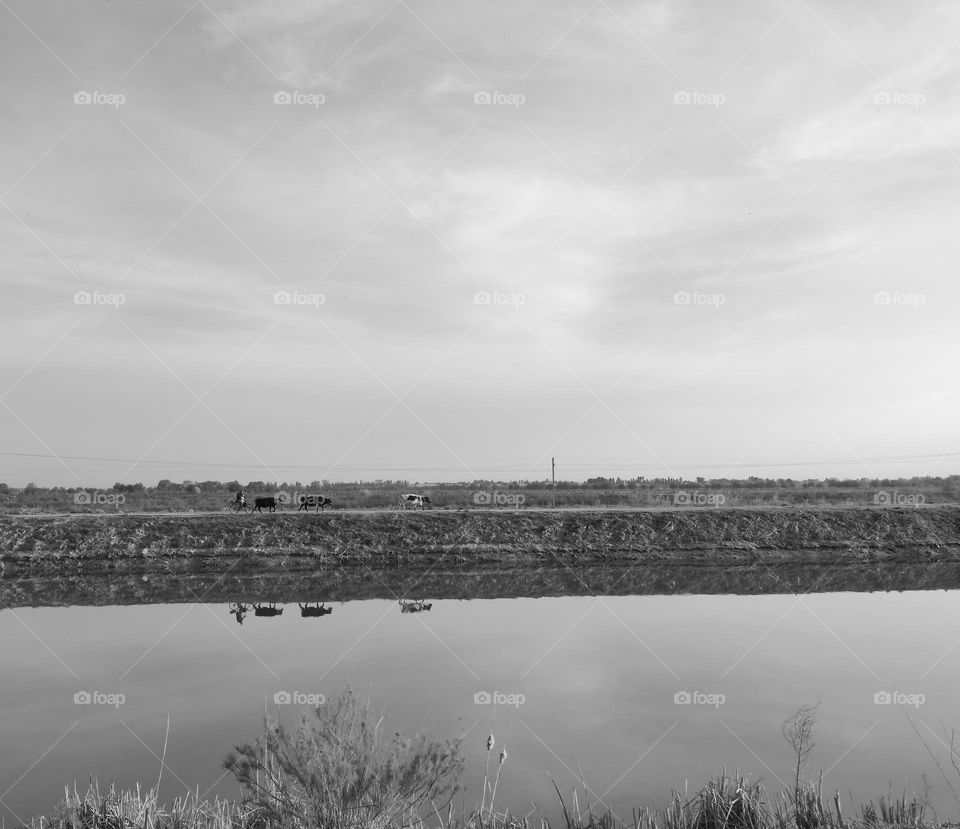 cyclist and cows are reflected in the river. black and white photos.