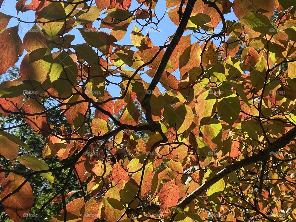 White dogwood leaves in the sun