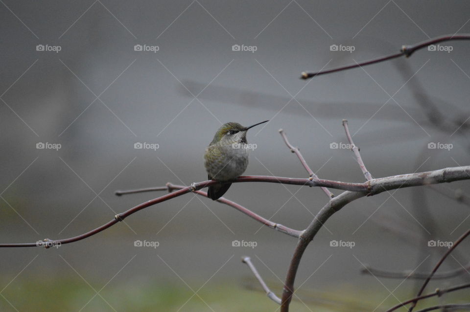Animals having a hay day