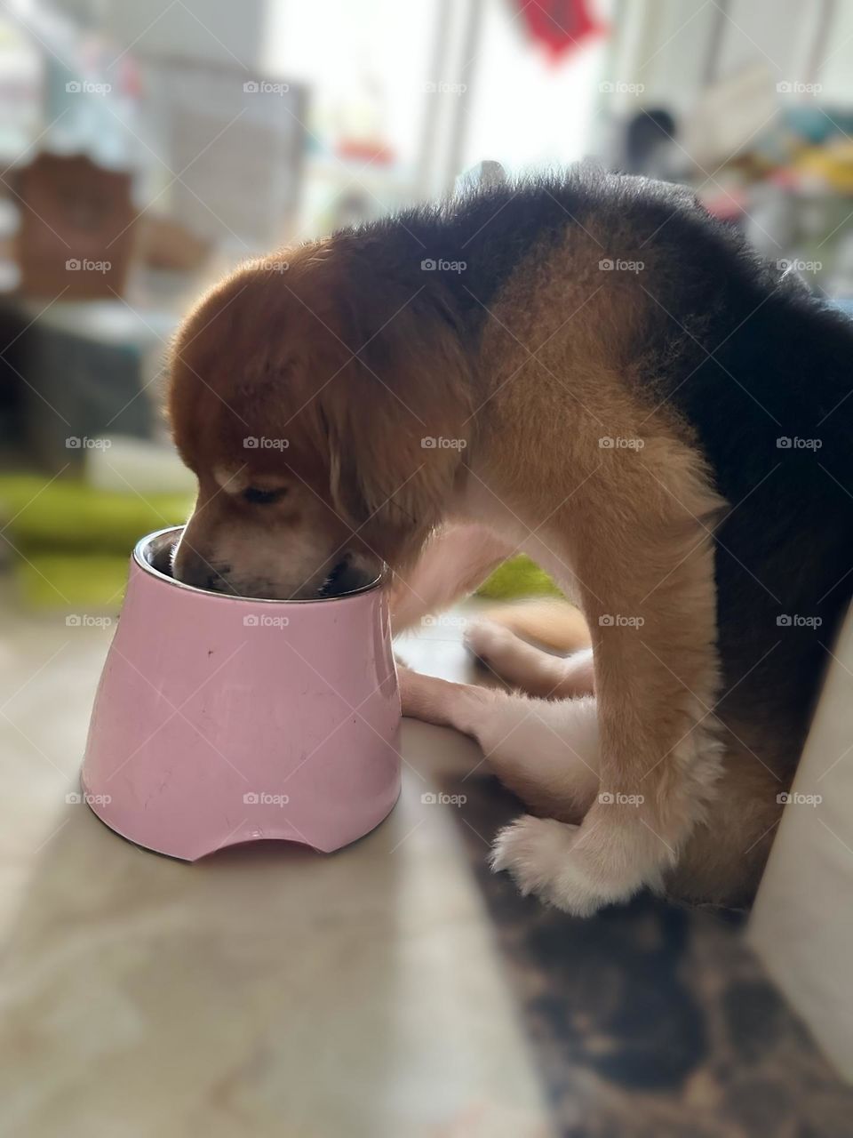 Dong being lazy but he sure wants to eat 