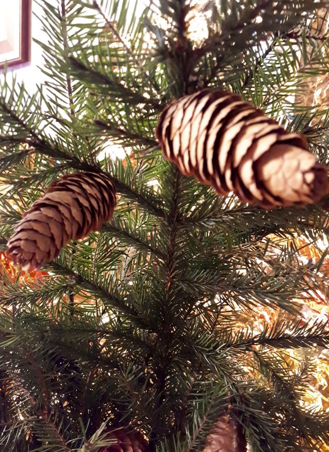 Christmas bouquet of fir branches