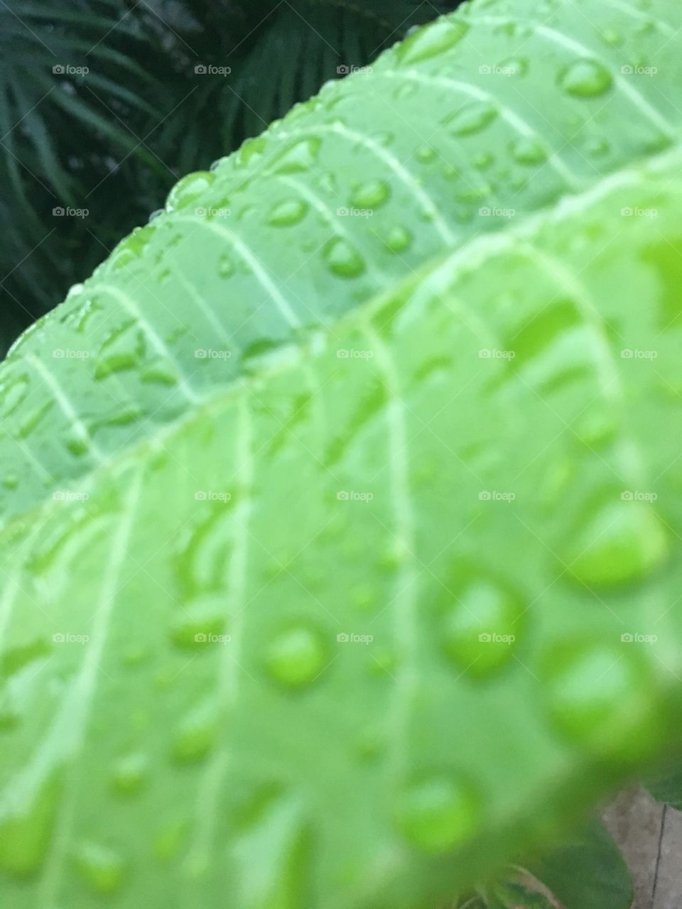 water one leaf