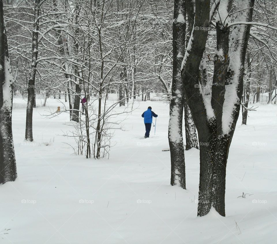 Snow, Winter, Cold, Frost, Tree