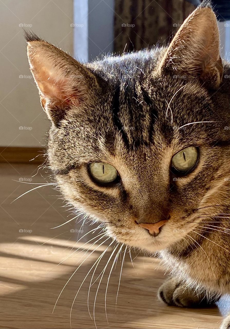 Closeup of a Tabby Cat