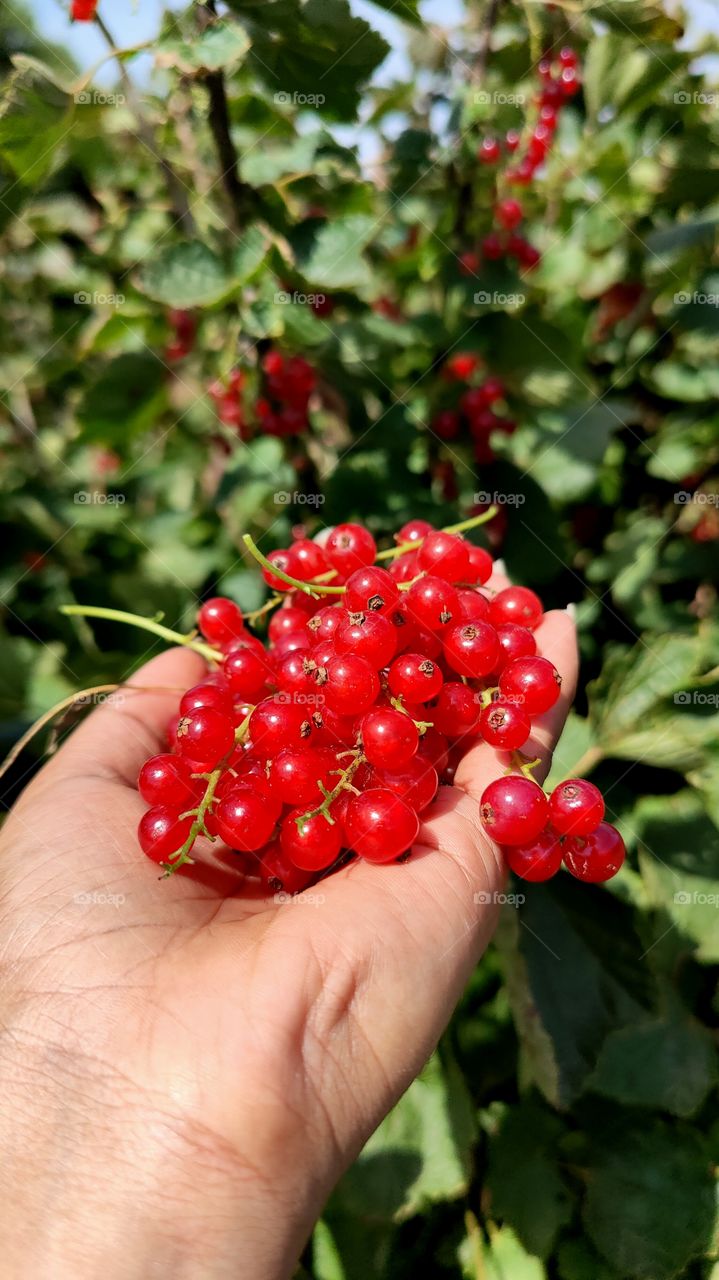 Farm grown red currants