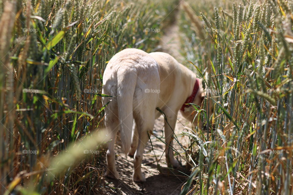 Dog in a field 