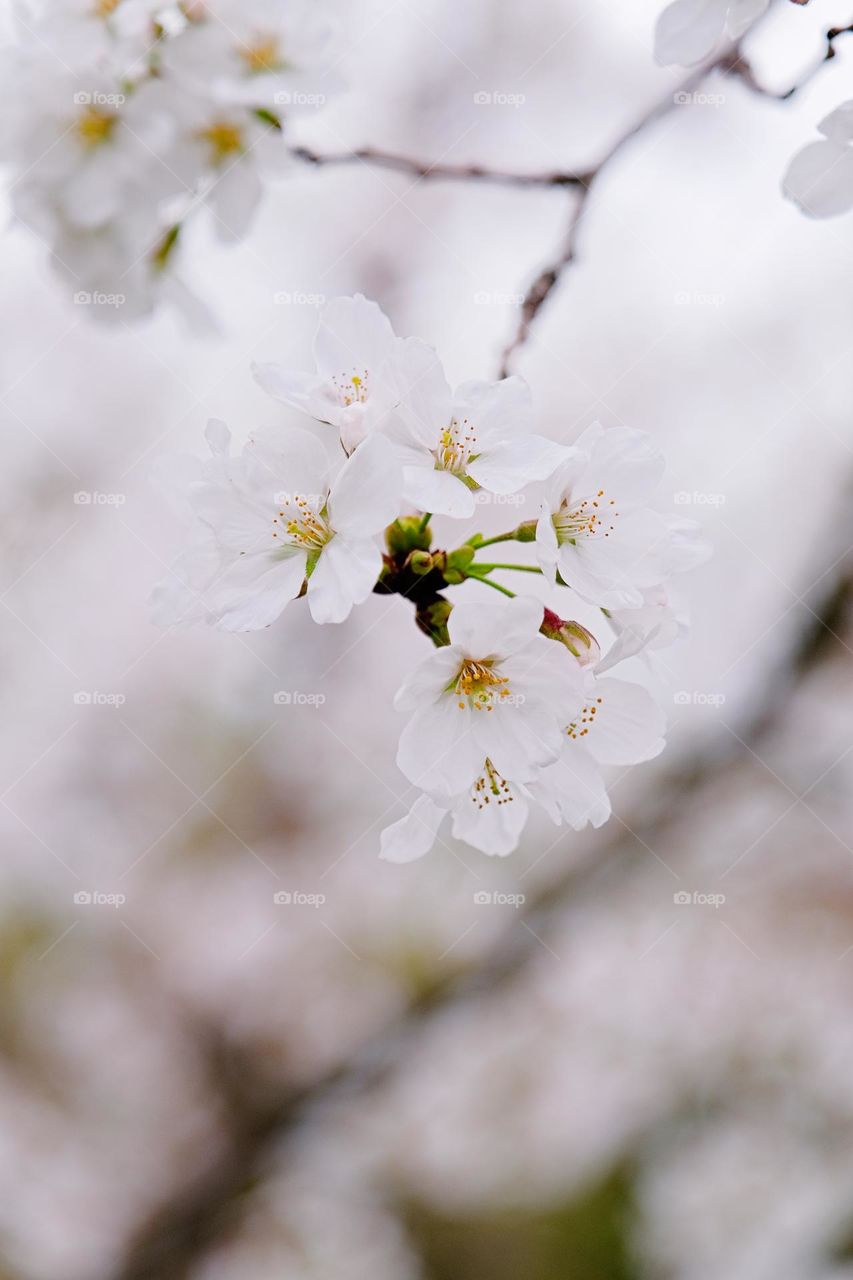 beautiful spring moment