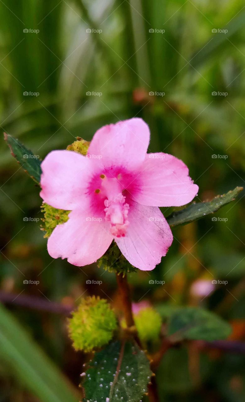 Best Congo just flower nice looking image india