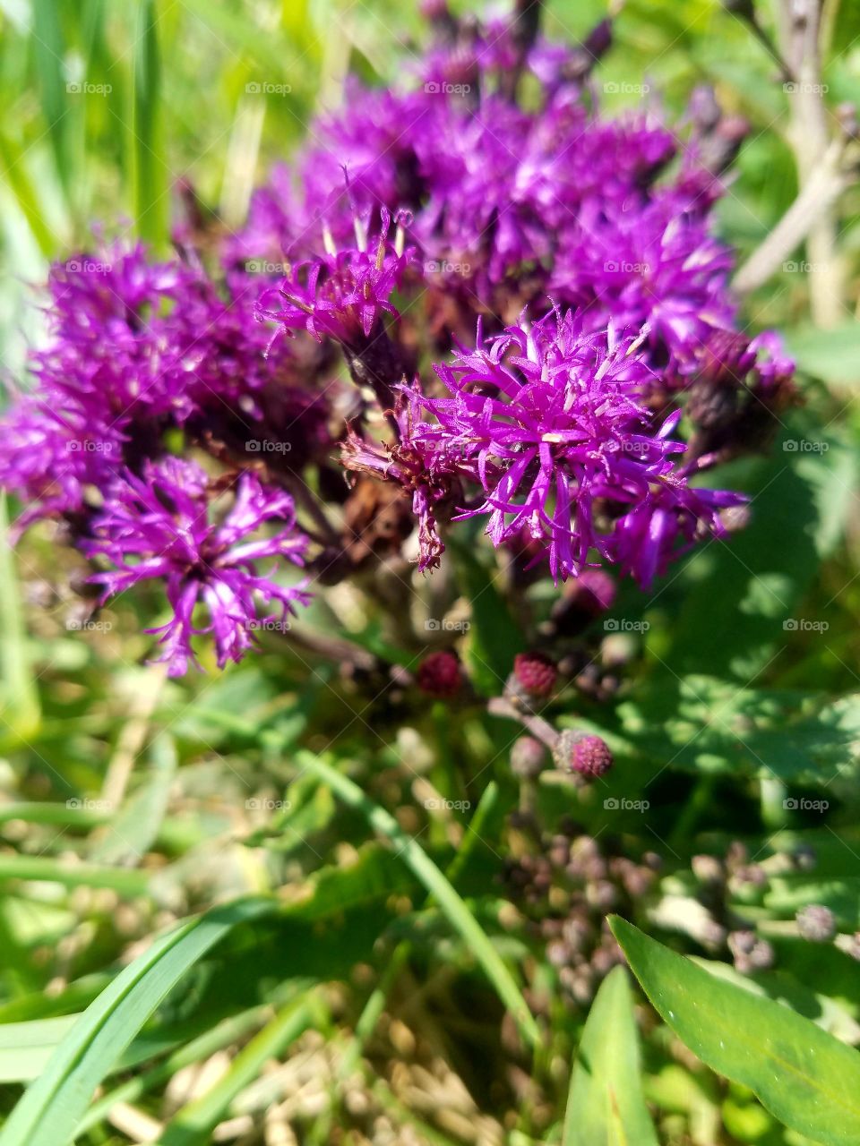 purley purple