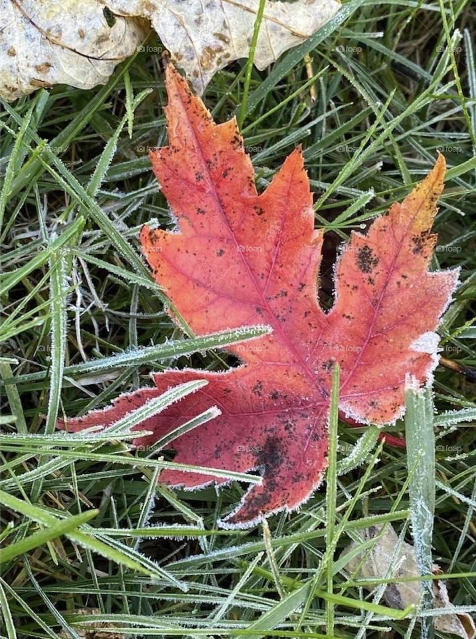 Morning frost on a leaf