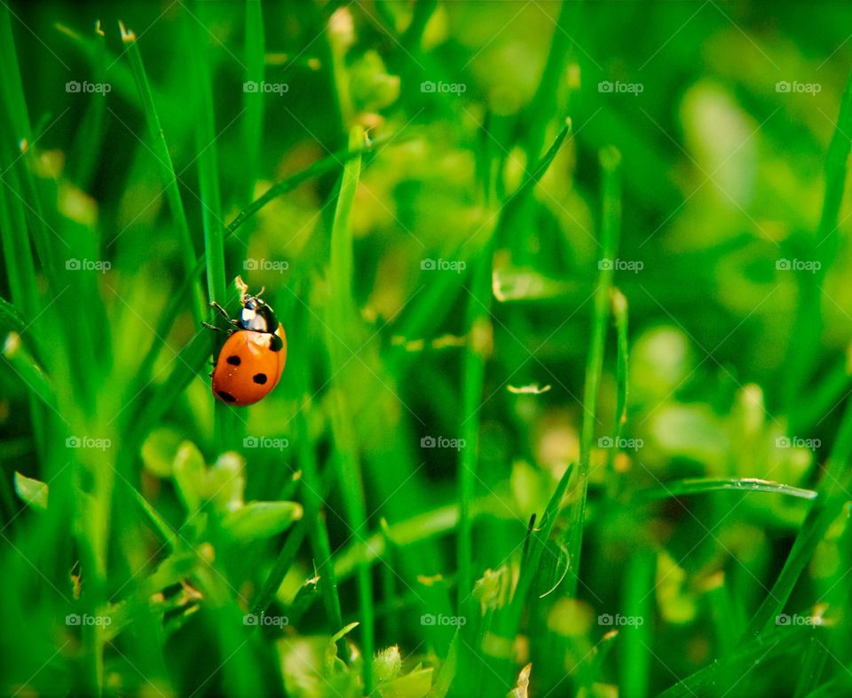 ladybug