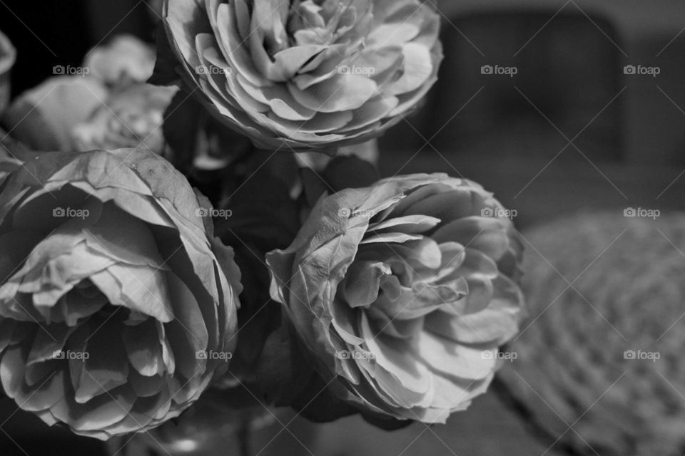 Roses black and white 