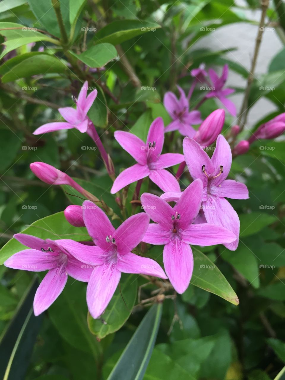 Pink flowers 